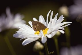 Butterfly on a daisy on blurred background