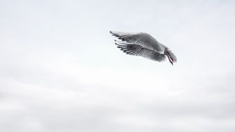 flying seagull in the cloudy sky
