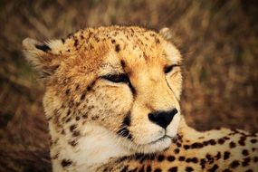 cheetah close up