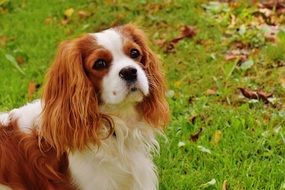 Cavalier King Charles Spaniel located in the park on the green grass