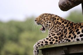 Adult yawning leopard