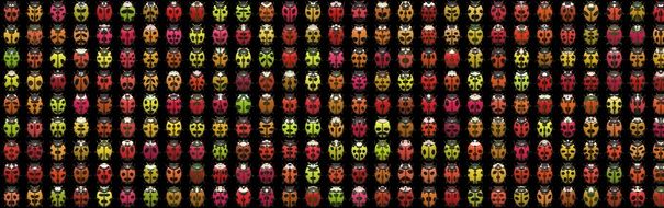 Beetle Insect poster drawing