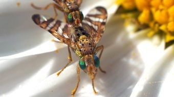 Fruit flies with the green eyes
