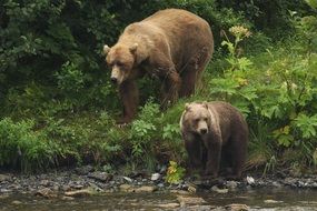 pair of furry Kodiak Bears