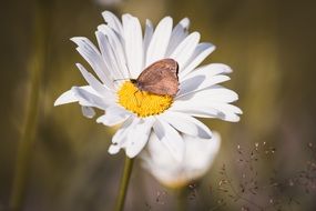 Butterfly on a Marguerite