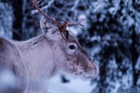 reindeer in the forest