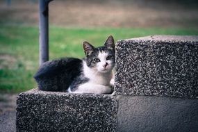 the cat lies on the steps