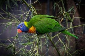 Bird Animals