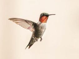 hummingbird in flying