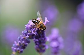 bee sitting on a lavender flower