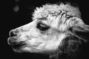 alpaca profile in black and white background