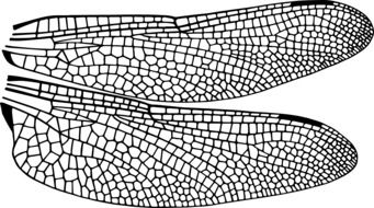 Dragonfly Wing drawing