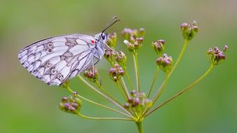 small butterfly on a green stalk