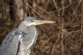 Grey Heron in the forest portrait