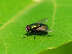 green shiny fly on a leaf