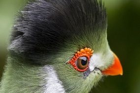 Colorful touraco bird close-up on blurred background