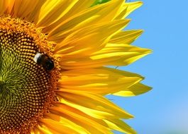 sun flower against a blue sky