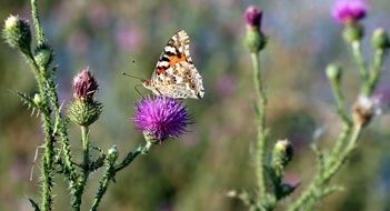 Butterflies Plants