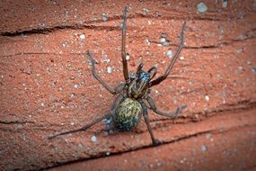home spider on the surface