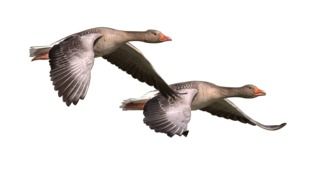 Wild Goose drawing