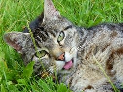 gray tiger cat on green grass close up