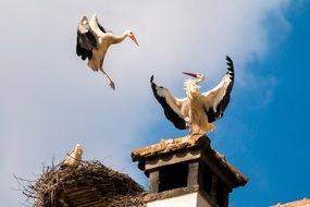 Storks in a nest