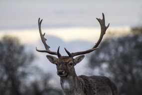 Photo of Wild Deer in the forest