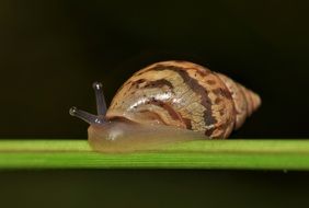 land snail on a blade of grass close up