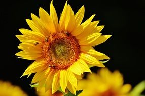 sun flower blooms in summer