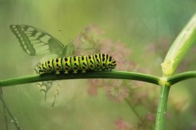 turning a caterpillar into a butterfly, collage