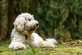 Goldendoodle, Dog laying on grass at Forest