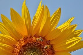 sun flower against a blue sky in the garden