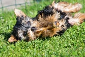 yorkshire terrier puppy on the lawn
