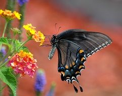 swallowtail Butterfly on a blurred background