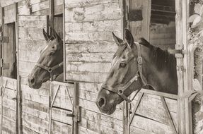 monochrome photo of lovely Horse Animals on farm