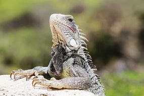 iguana on blurred background
