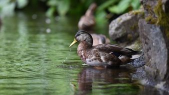 Duck, Lake, Water Bird,Pond,water,swim,bird