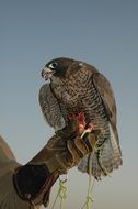 portrait of Falcon bird in Dubai