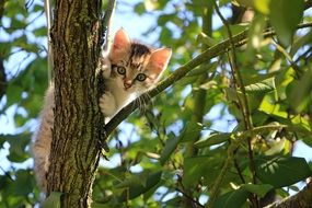 kitten on the tree branch