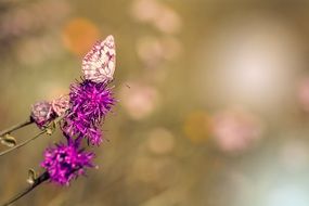 Beautiful and colorful Checkerboard Butterfly on the purple flowers