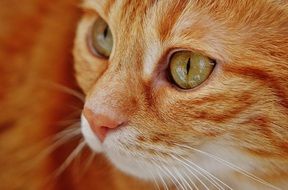 portrait of a red mackerel cat