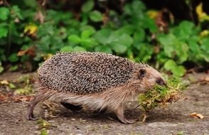 closeup picture of hardworking hedgehog in nature