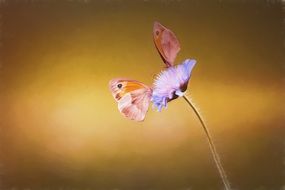 two butterflies on a flower on a background of brown meadow