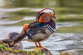 Mandarin duck in nature