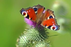 beautiful peacock butterfly