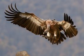 Vulture bird of prey