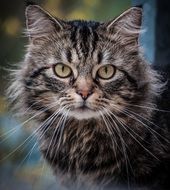 cat breed "Maine Coon" looks at the camera