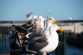 strikingly beautiful Seagulls on a pier