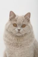 The fluffy grey adult cat