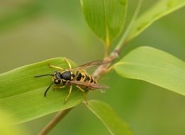 Wasp Macro